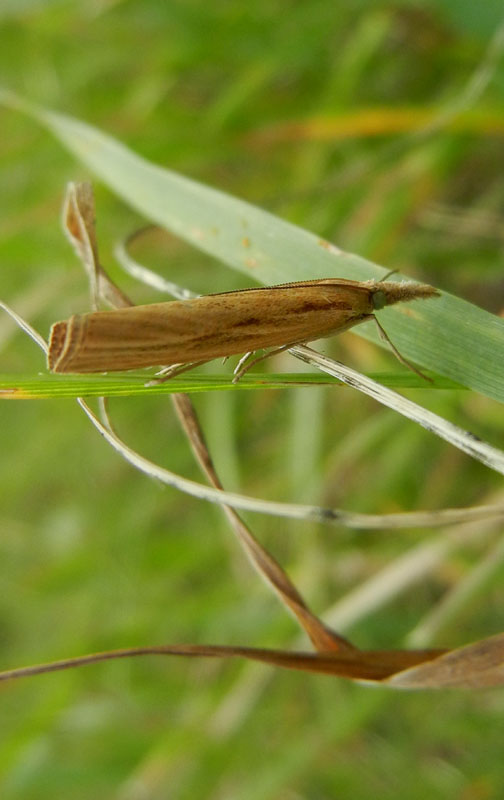 Agriphila tristella - Crambidae.....dal Trentino